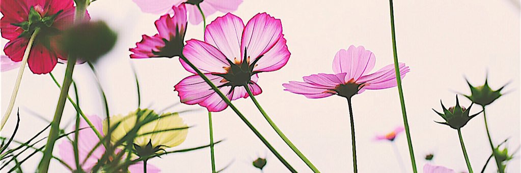 iwanechaaan's profile banner image