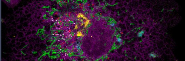 cohenlaboratory Profile Banner