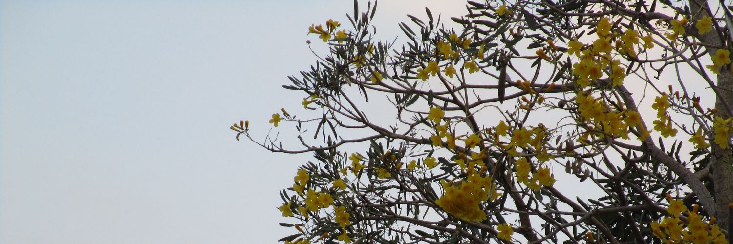 diananural's profile banner image