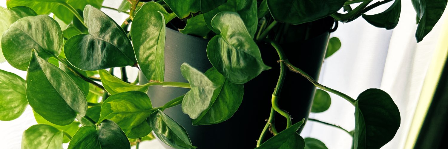 イプ先生@観葉植物初心者 | ETHGas ⛽ banner