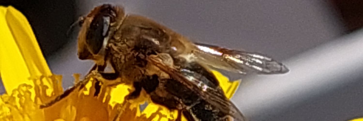 BrigitteWerbrou's profile banner image