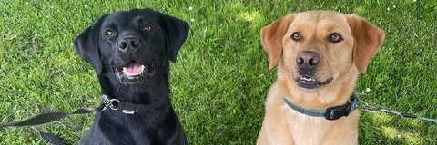 Jet and Ben banner