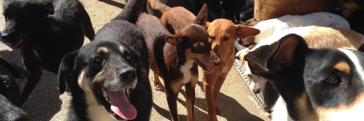 SSDogsUK's profile banner image