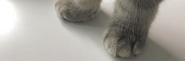 ginasaniP's profile banner image