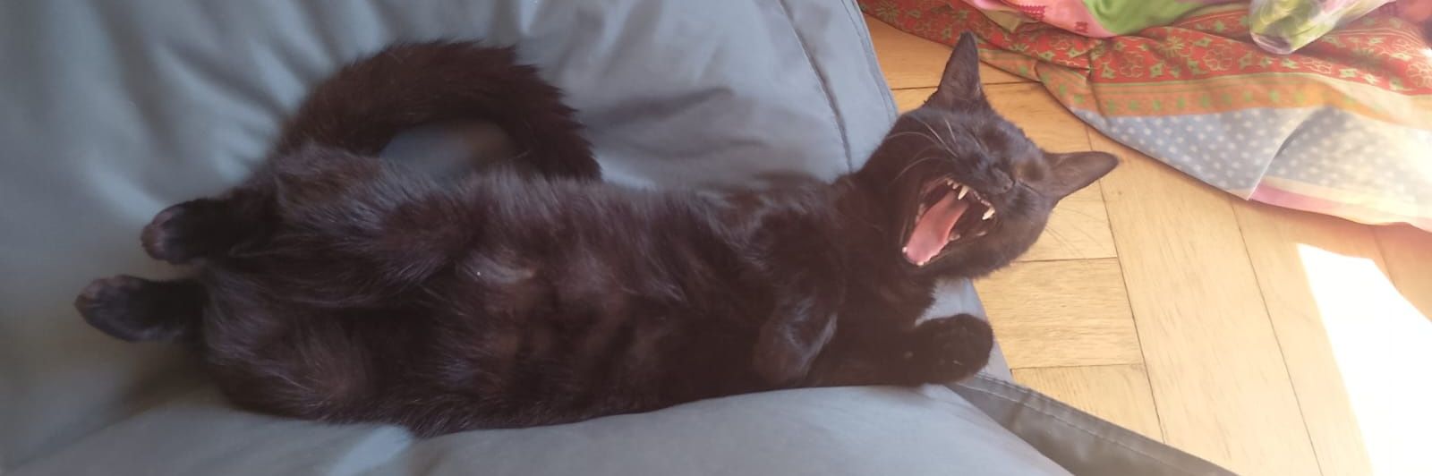 No Gopnik 🐈🦈 banner