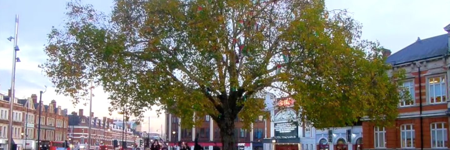 solidaritree banner