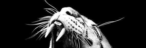 DRAVITMANGAL's profile banner image