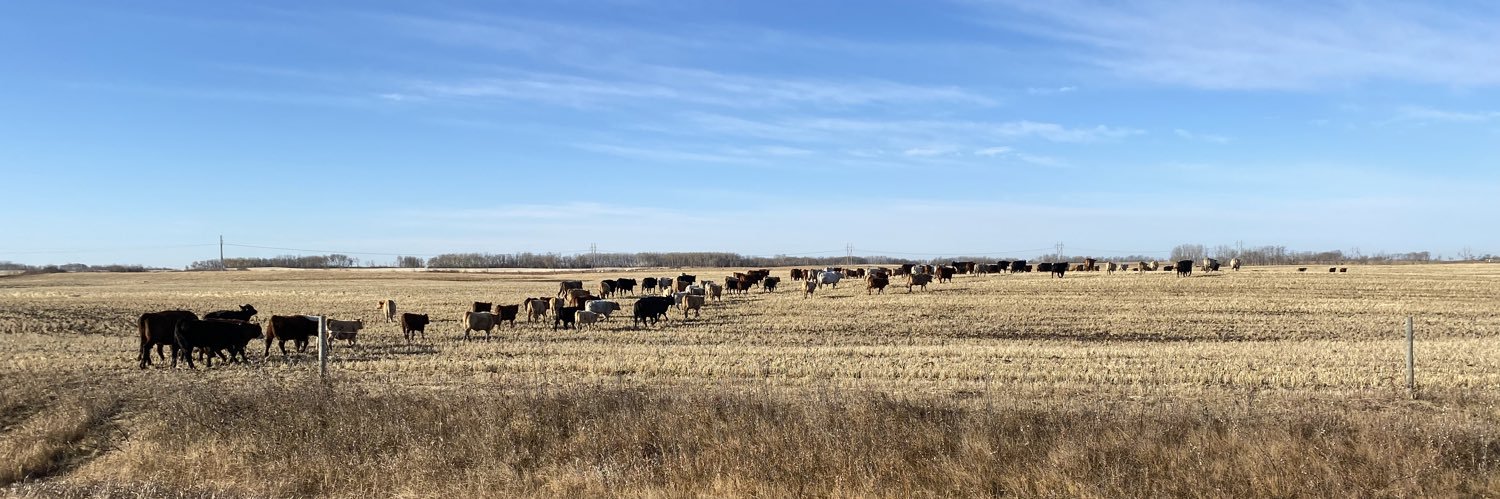 Prairiecowgirl_mb banner