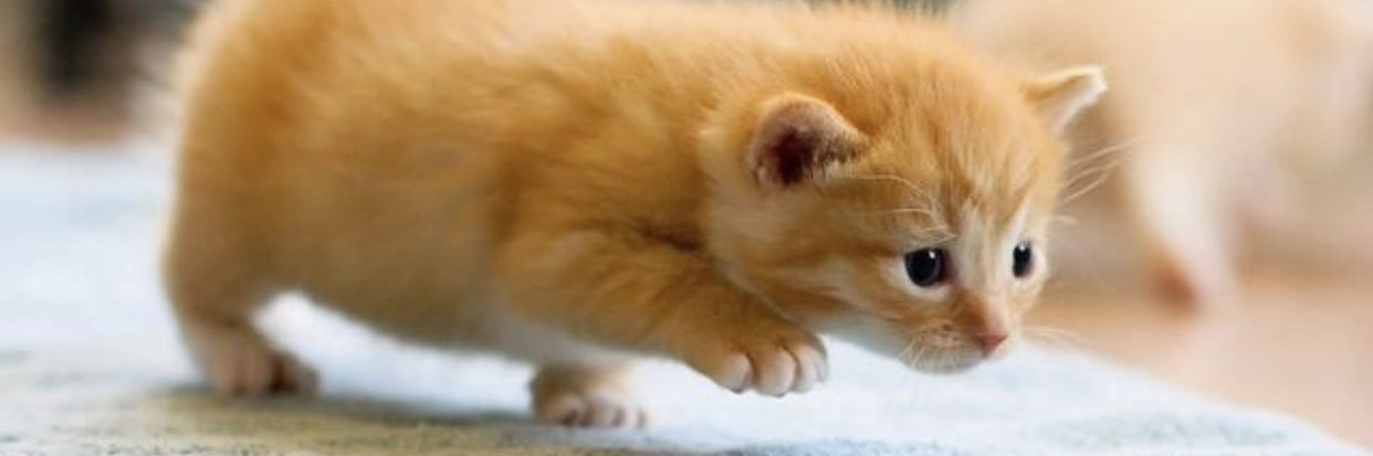 chonkfluffs's profile banner image