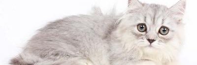 R banner