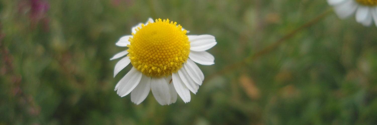 Turquesa_2603's profile banner image