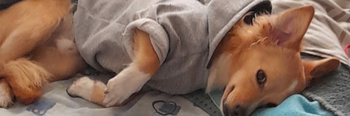 La muela del juicio! 🦷💜🦷❤ banner