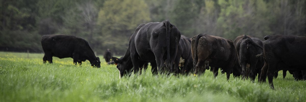 hickorynutgap's profile banner image