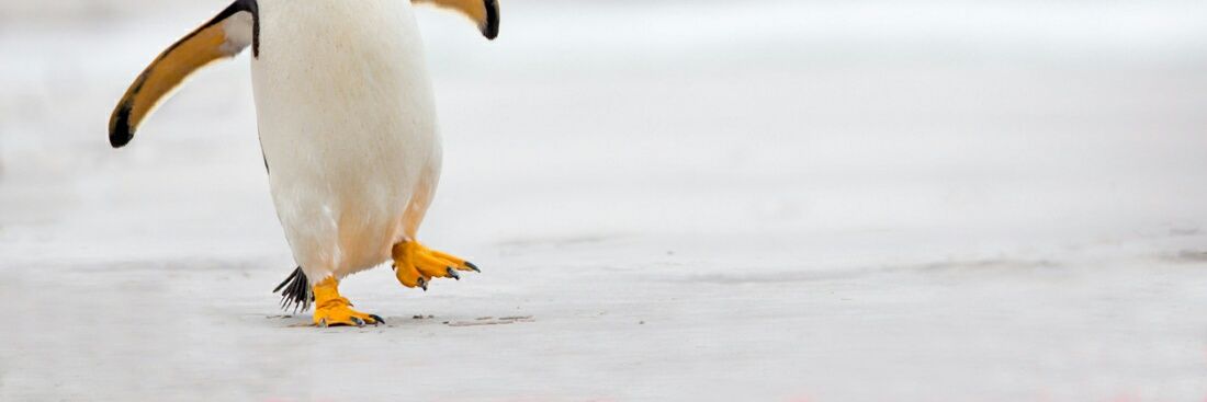 ttalkingpenguin's profile banner image