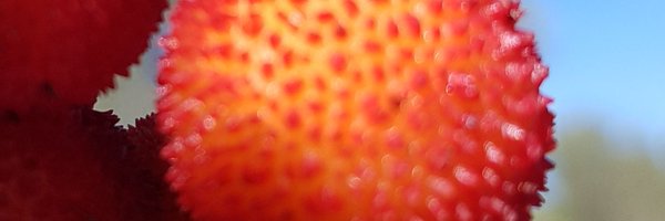 AdaFont Profile Banner