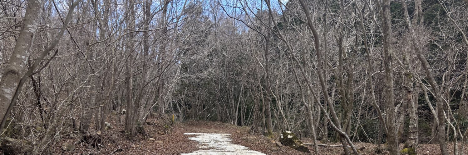 Veronica Veloce Maxhammer banner