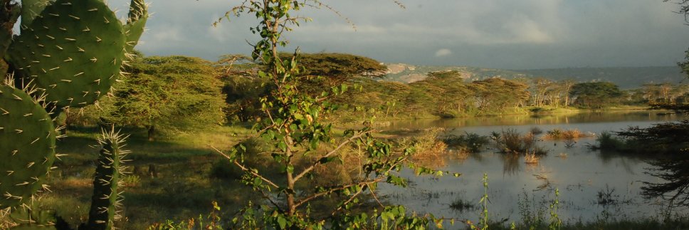 CItuarteLima's profile banner image