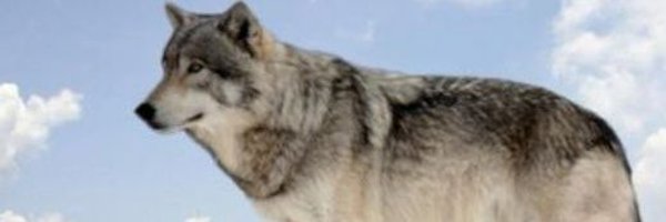 Woofer3D Profile Banner