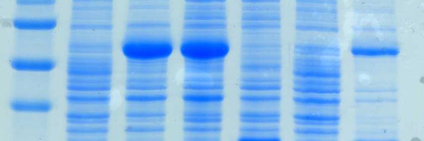 Frank Sargent 🏴󠁧󠁢󠁳󠁣󠁴󠁿 🇮🇹 🇪🇺 banner