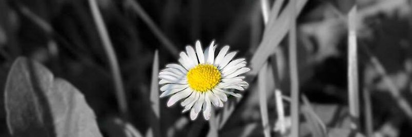 ChelsiAnneN's profile banner image