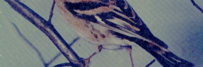 AllenBogen's profile banner image
