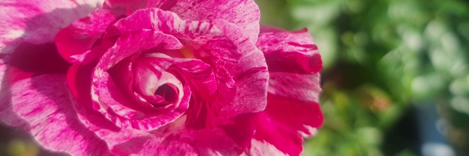 Cjsrcy's profile banner image