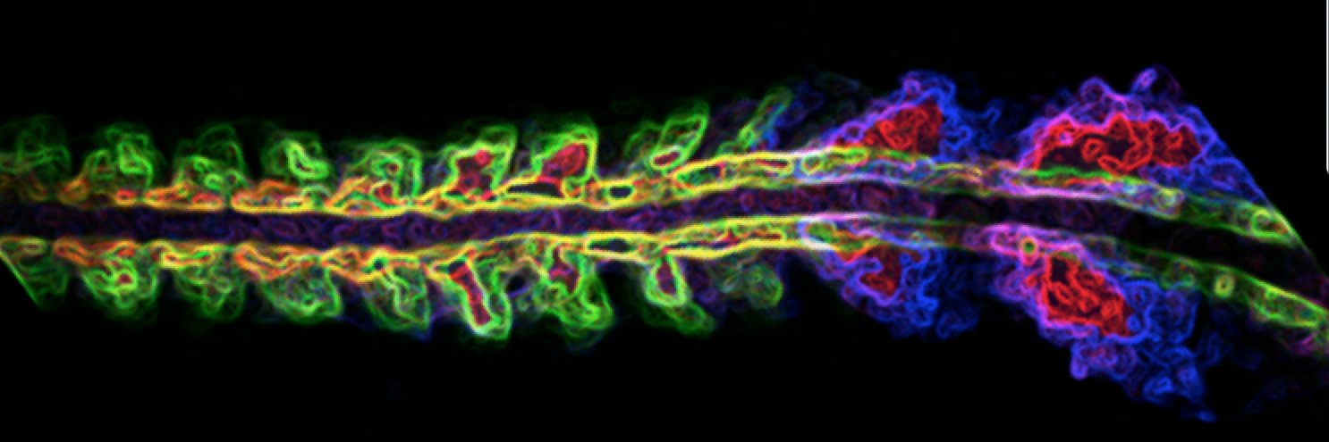 Vikas Trivedi banner