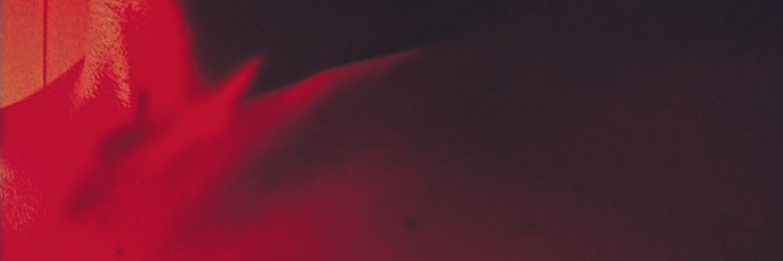 Vaquitamistozza's profile banner image