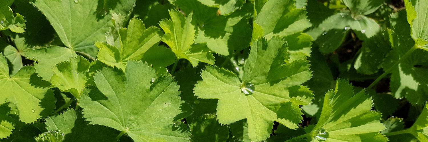 @masteremit@chaos.social banner