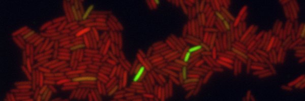 El Karoui Lab Profile Banner