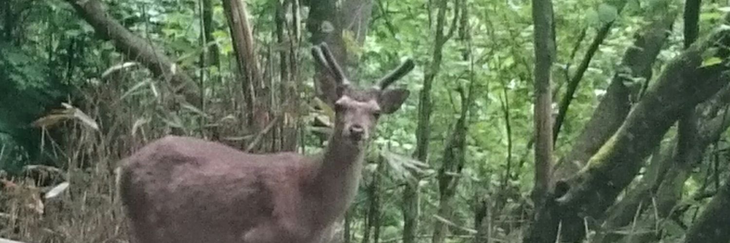 putigrain's profile banner image