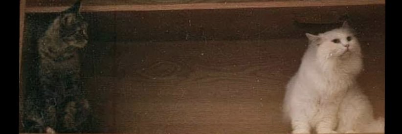 derryansyahbara's profile banner image
