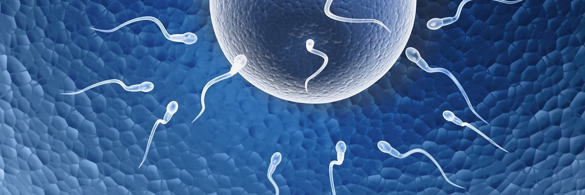 Sperm Shopper banner