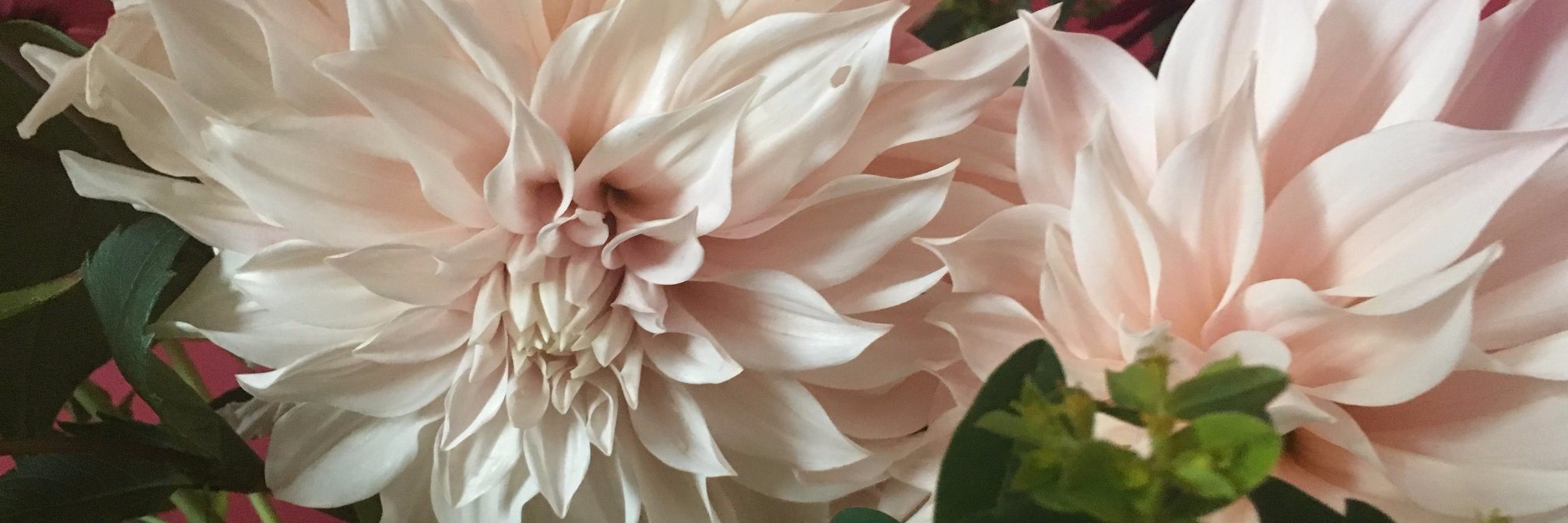 Sharon Probets banner