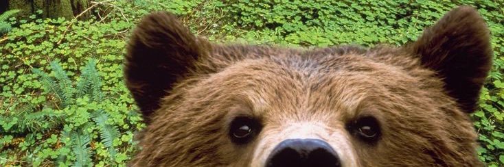 หมีติดมัน🐻🥓 banner