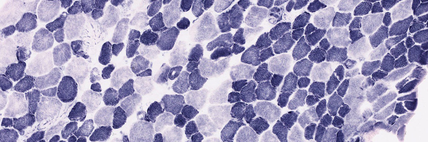 TUM Exercise Biology Group banner