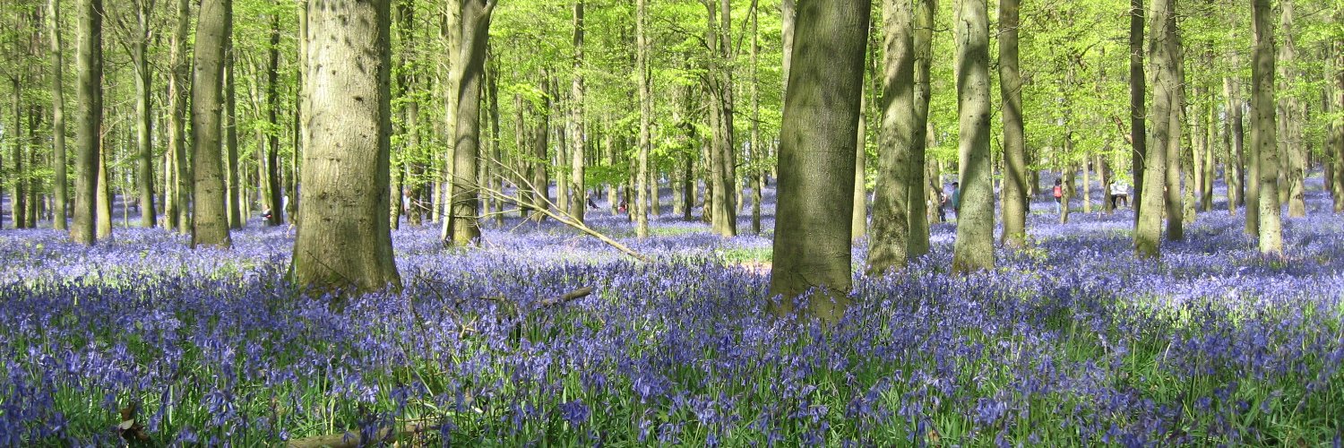 sallynaturopath's profile banner image