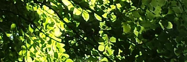 RobertoDelme Profile Banner