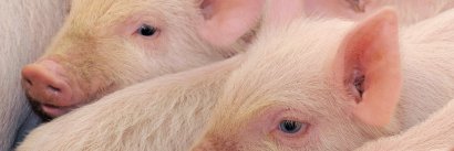 ThePorkNetwork banner