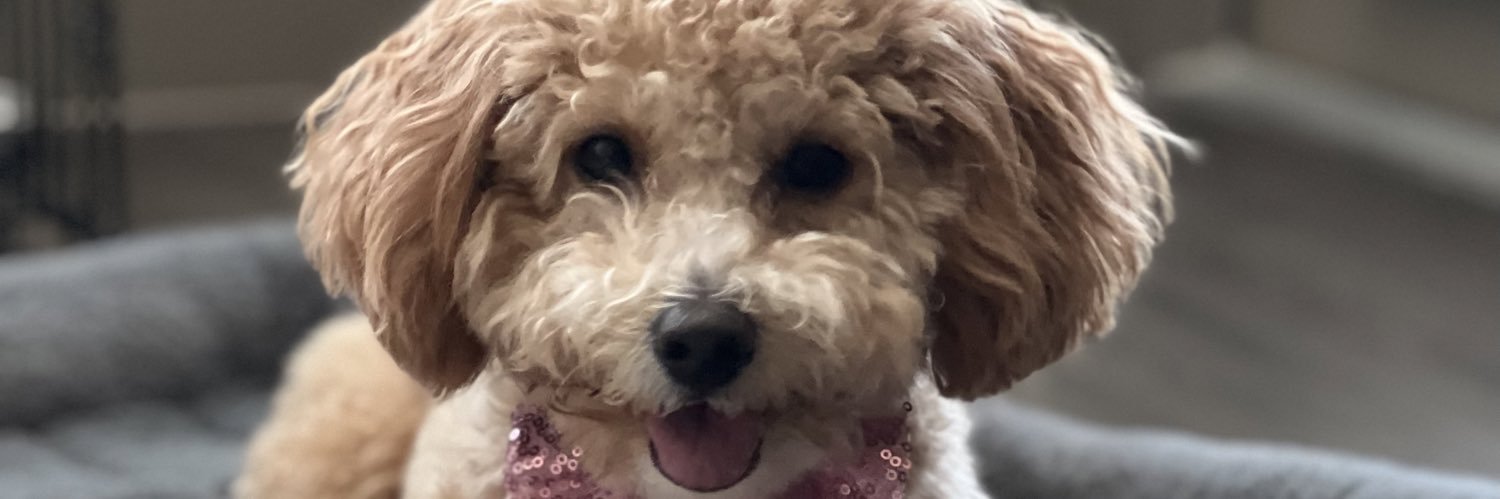 Bambii_docx's profile banner image