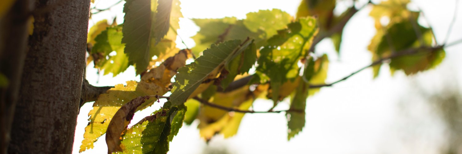 esaccanada's profile banner image