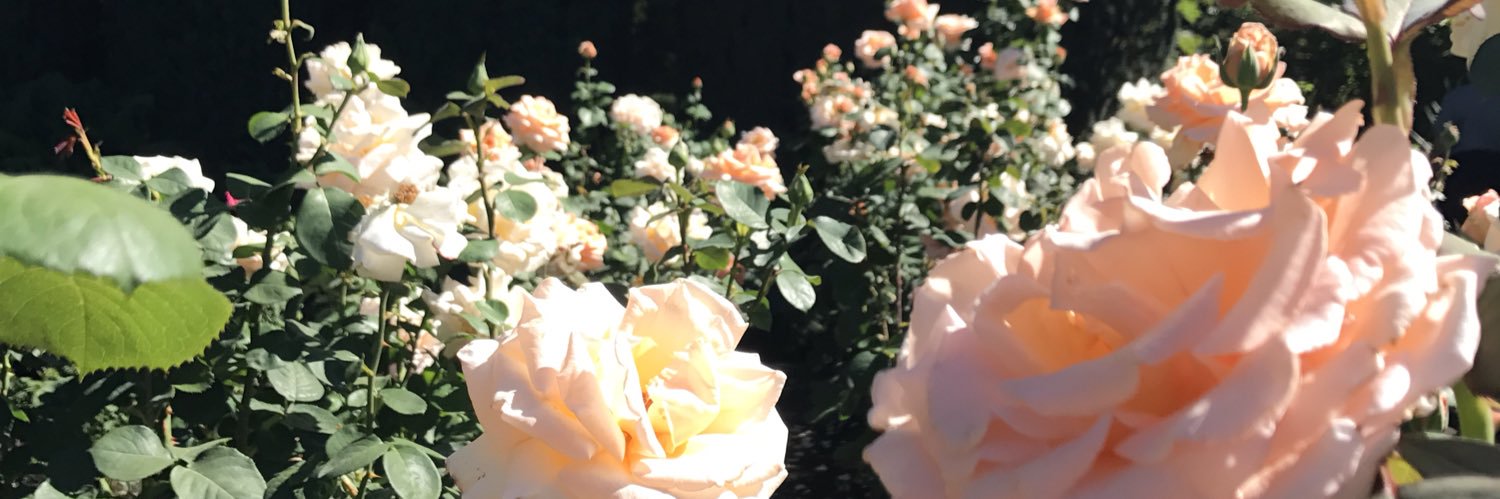 _carolinegose's profile banner image