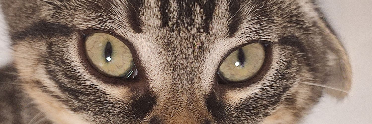 Mr. Laberinto banner