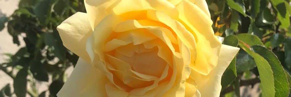 AlainFrau's profile banner image