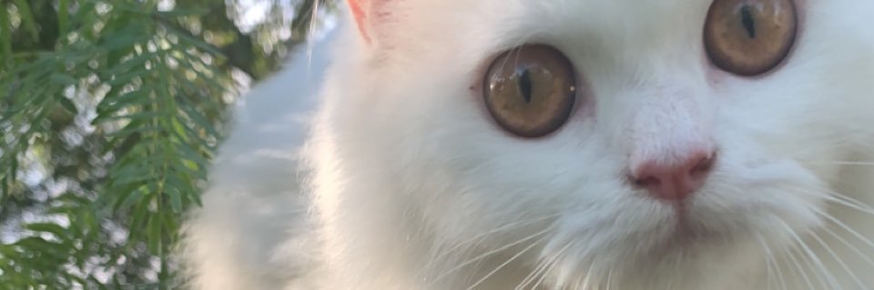 🐈‍⬛ banner