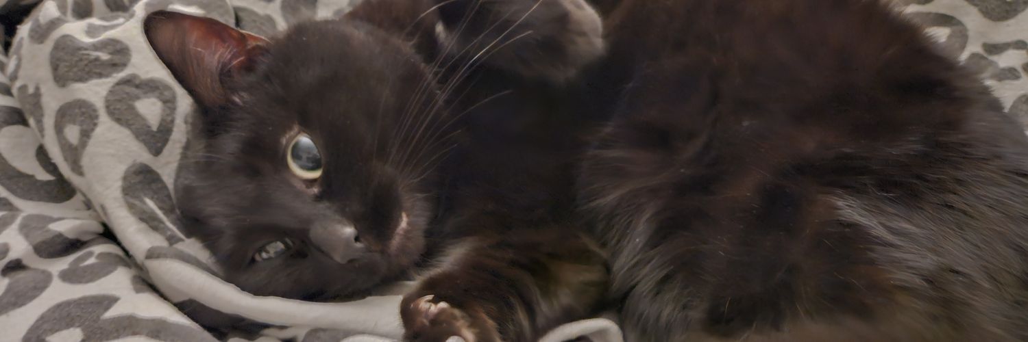 MissNatasss's profile banner image