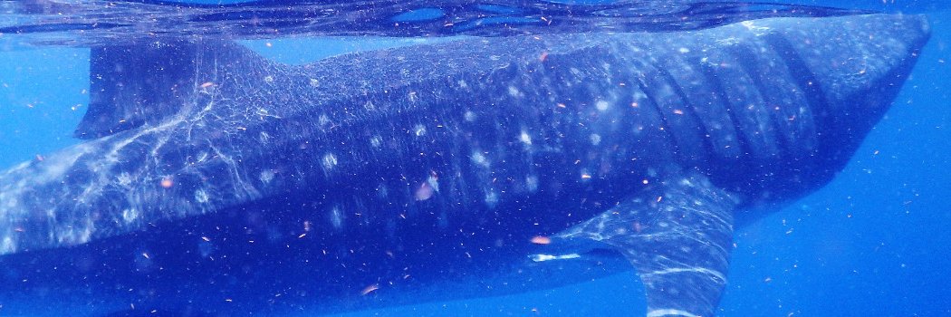 Francesc Fajula banner