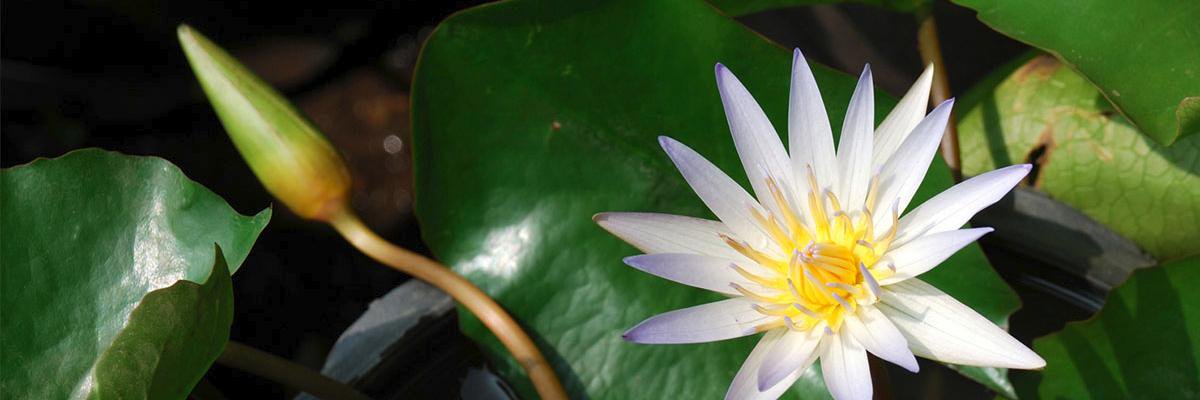 transnirvana's profile banner image