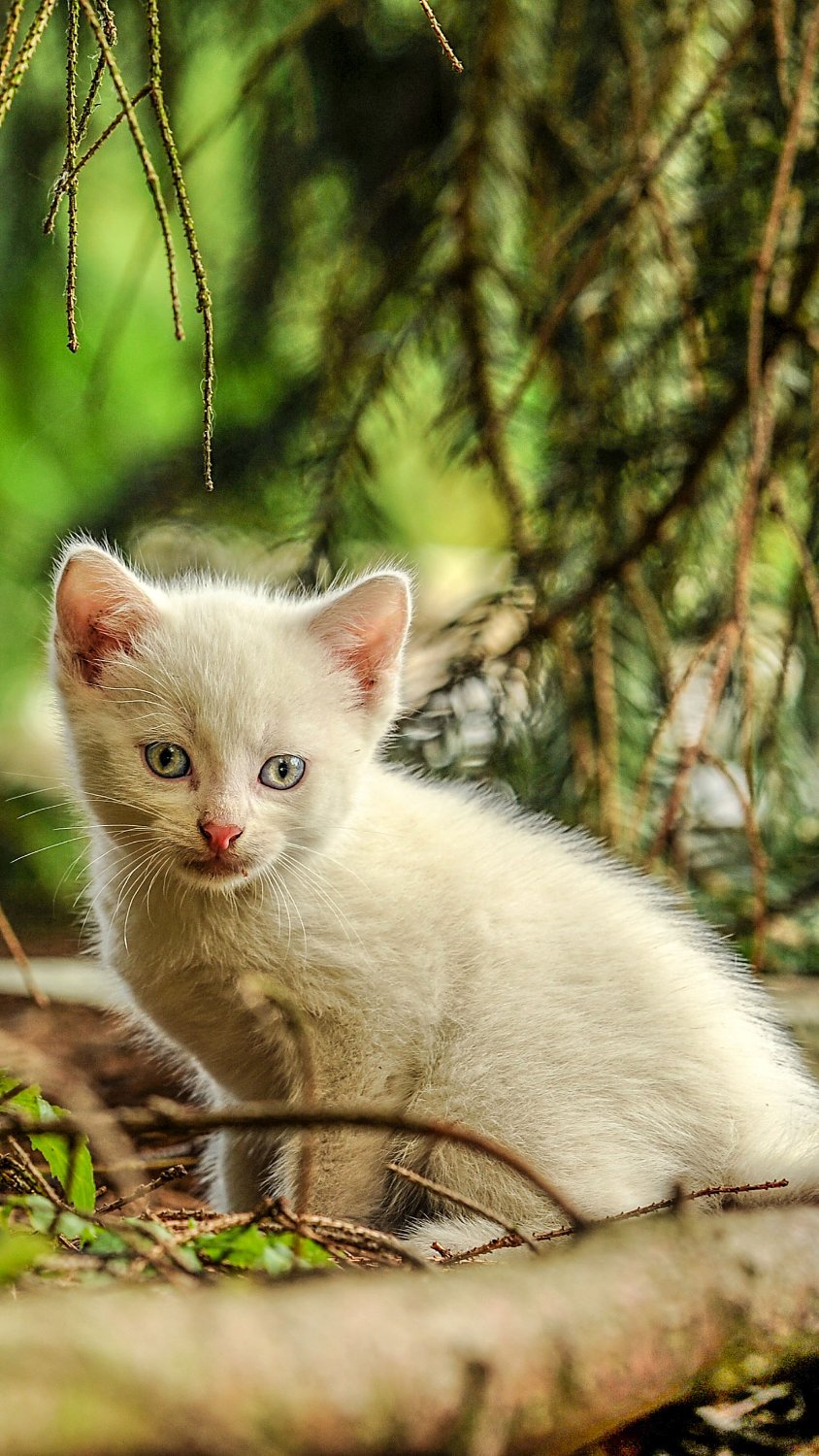 Michael Lee Sterling banner