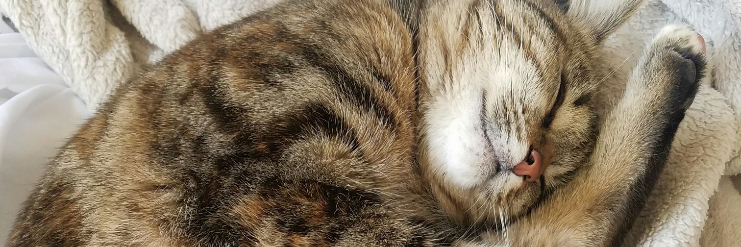 TheGirlEvaa's profile banner image